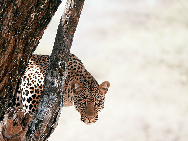 В Африке на леопарда
